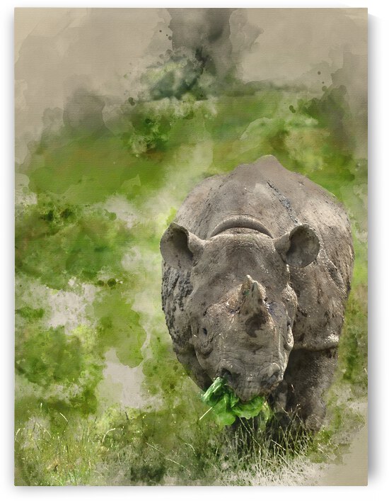 Watercolour painting of Black rhinoceros diceros bicornis michae by Matthew Gibson
