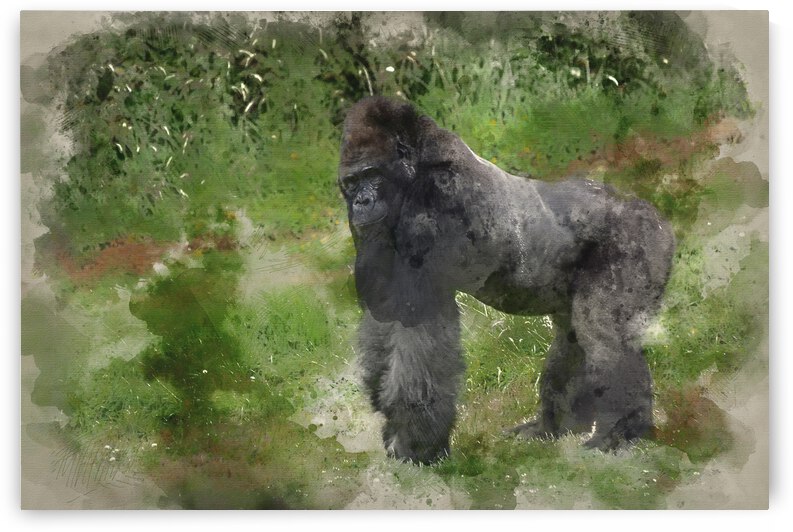Watercolour painting of endangered Western Lowland Gorilla by Matthew Gibson