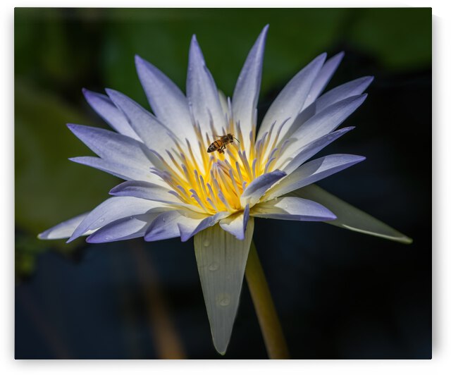  Water Lilies by Ercan Ekinci