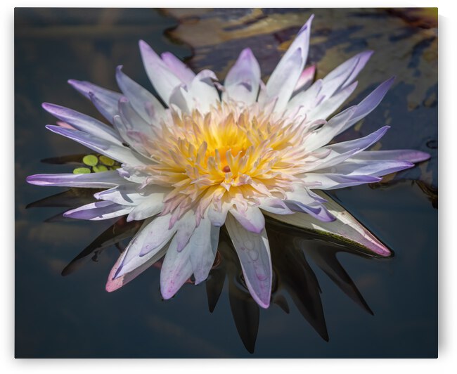   Water Lilies by Ercan Ekinci