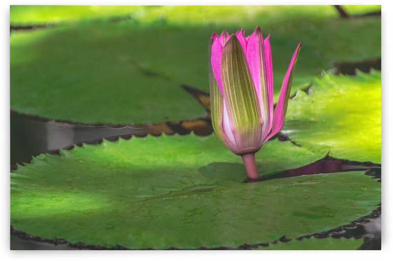  Water Lilies by Ercan Ekinci