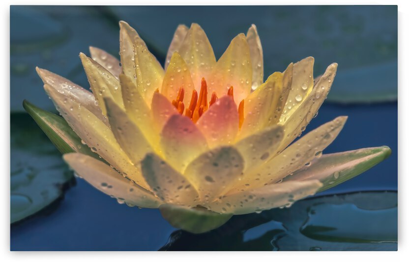 Water Lilies by Ercan Ekinci