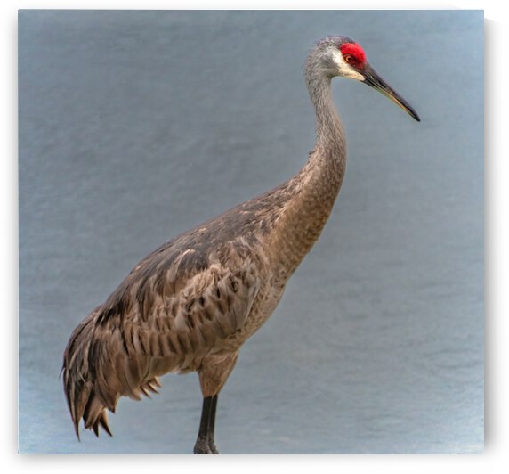   Sandhill Crane  by Ercan Ekinci