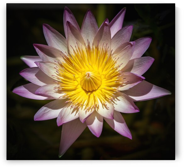    Water Lilies  by Ercan Ekinci