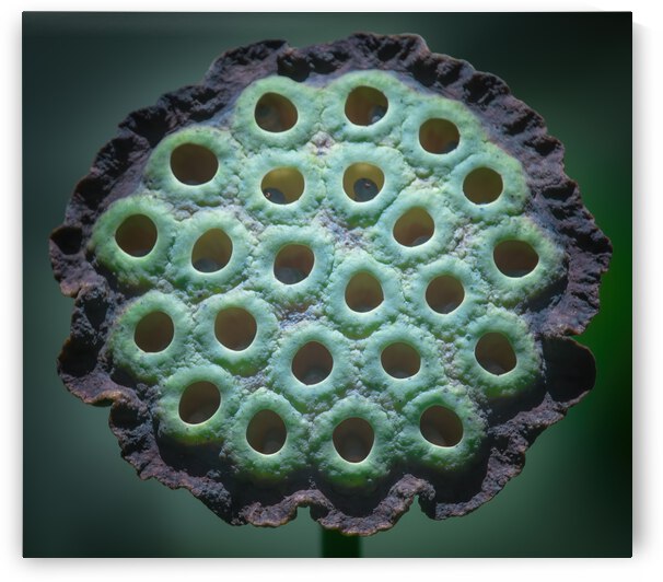 Fabulous Seed Pod of the Lotus Flower by Ercan Ekinci