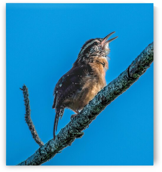  Caroline Wren Singing  by Ercan Ekinci
