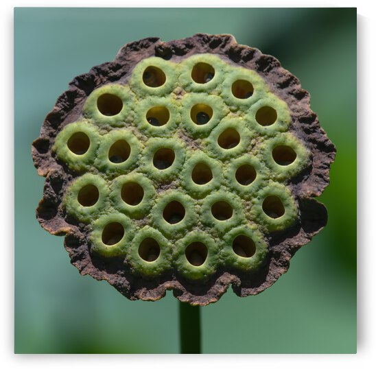 Fabulous Seed Pod of the Lotus Flower by Ercan Ekinci
