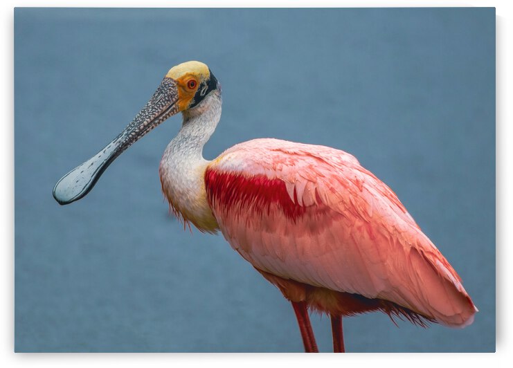 Roseate Spoonbill by Ercan Ekinci