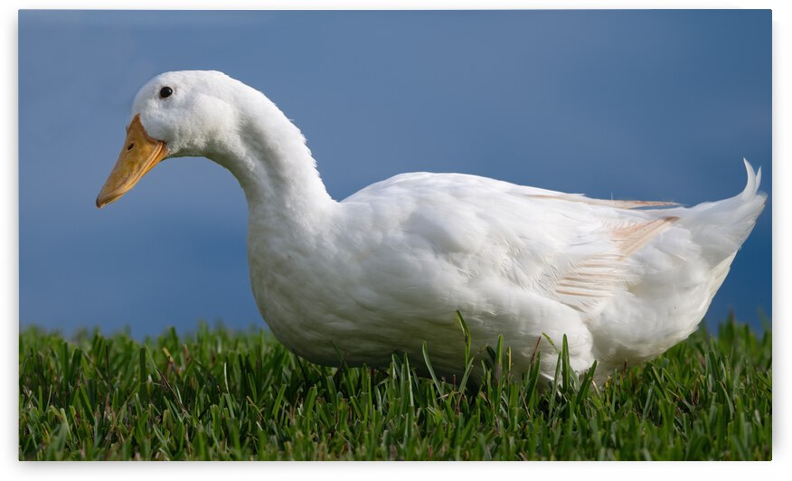 American Pekin Duck by Ercan Ekinci