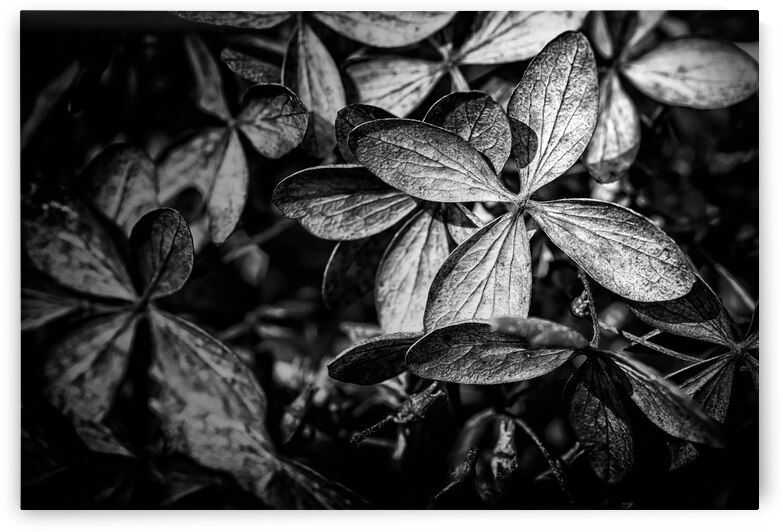 Closeup of a dry Hydrangea paniculata also known as hortensia in autumn by Alain de Maximy