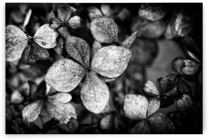 Black and white closeup of a dry Hydrangea paniculata also known as hortensia in autumn by Alain de Maximy