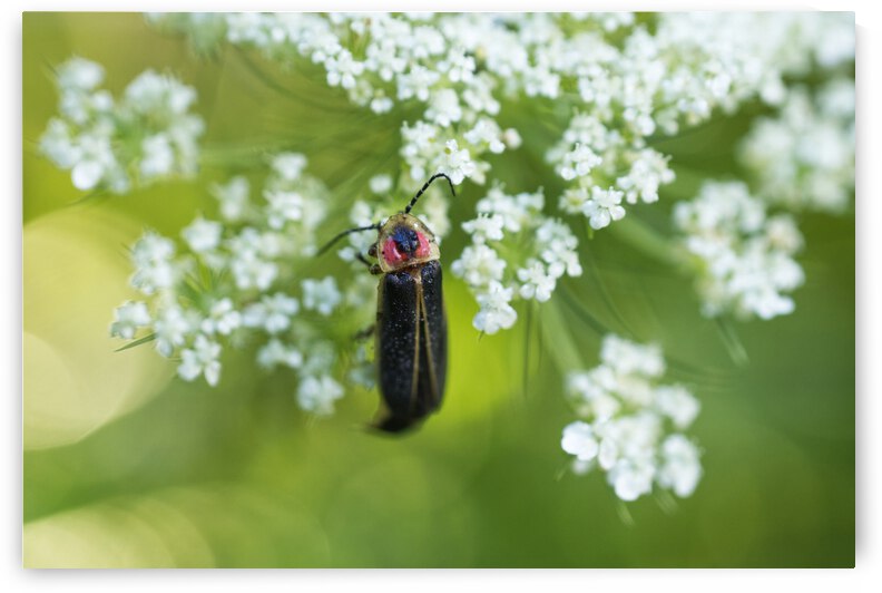 Common Eastern Firefly on White Carrot Flower by Iris H Richardson