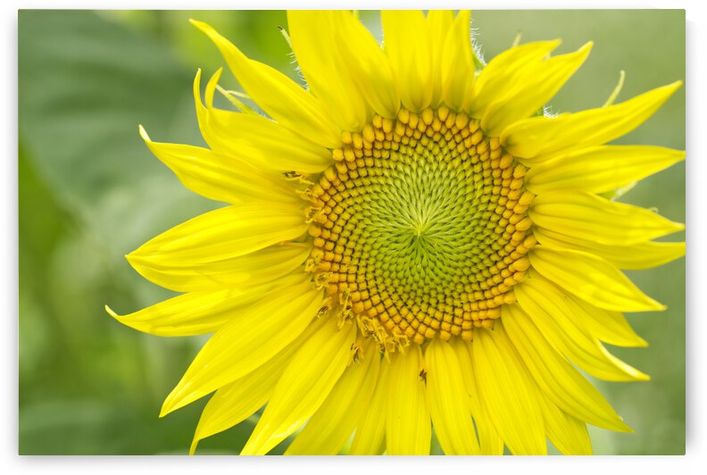 Bright Golden Sunflower Head by Iris H Richardson