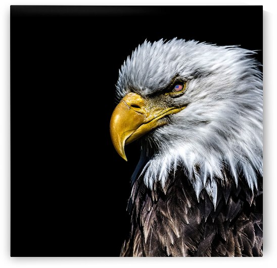 Eagle on Black by Darryl Brooks