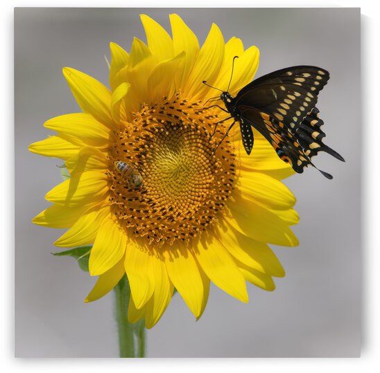 Sunflower & Butterfly by Ercan Ekinci