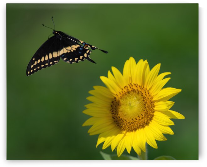 Sunflower & Butterfly by Ercan Ekinci