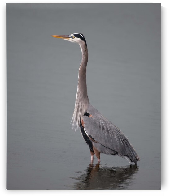 Great Blue Heron by Ercan Ekinci