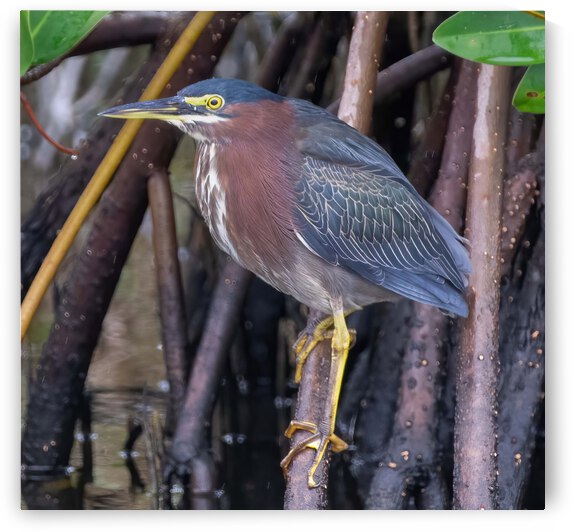 Green Heron  by Ercan Ekinci