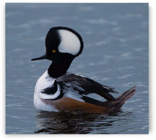 Hooded Merganser by Ercan Ekinci