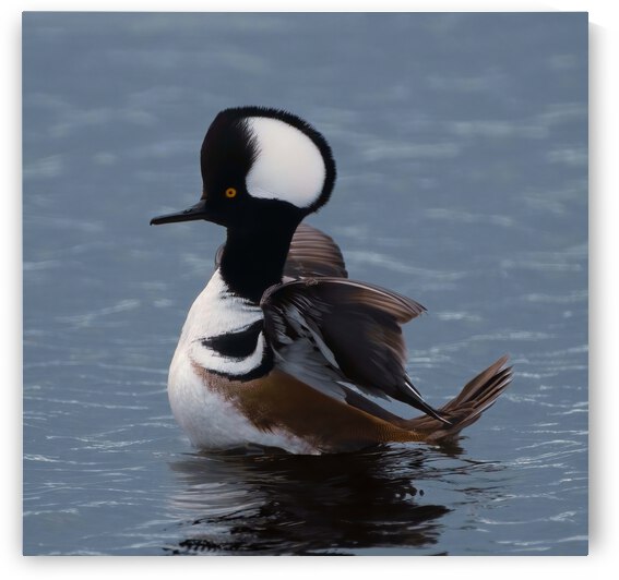 Hooded Merganser  by Ercan Ekinci