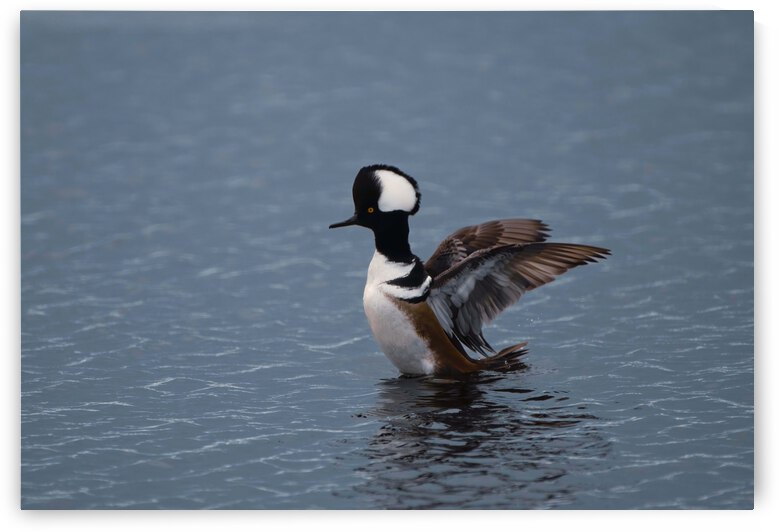 Hooded Merganser  by Ercan Ekinci