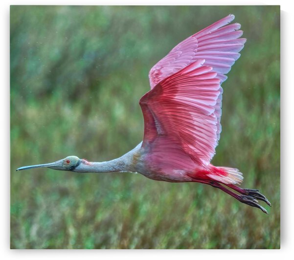 Roseate Spoonbill  by Ercan Ekinci
