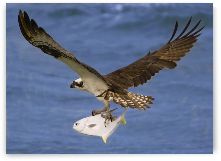 Osprey & Pompano by Ercan Ekinci
