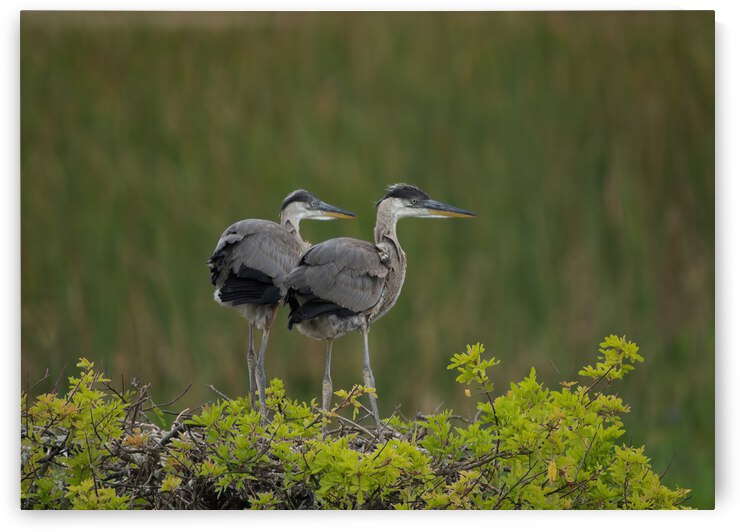 BABY  BLUE HERON VIERA by Ercan Ekinci