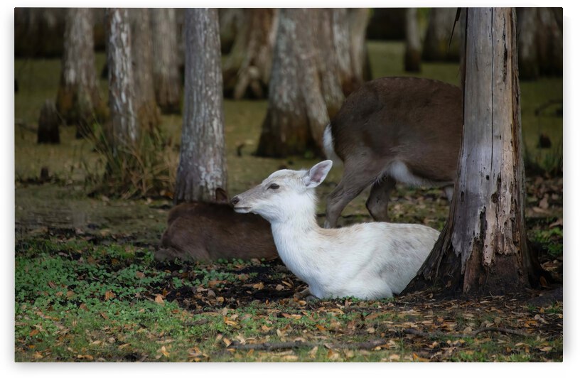 Cypress Forest Florida  by Ercan Ekinci