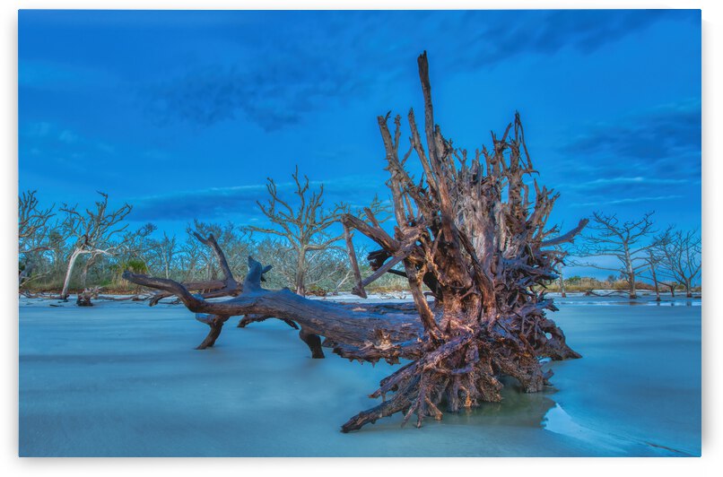 Driftwood Beach by Ercan Ekinci