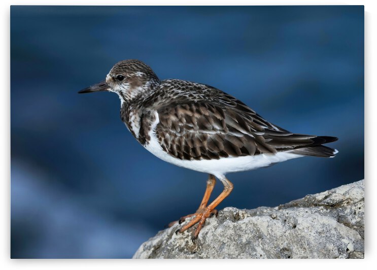 Sanderling Resting  by Ercan Ekinci