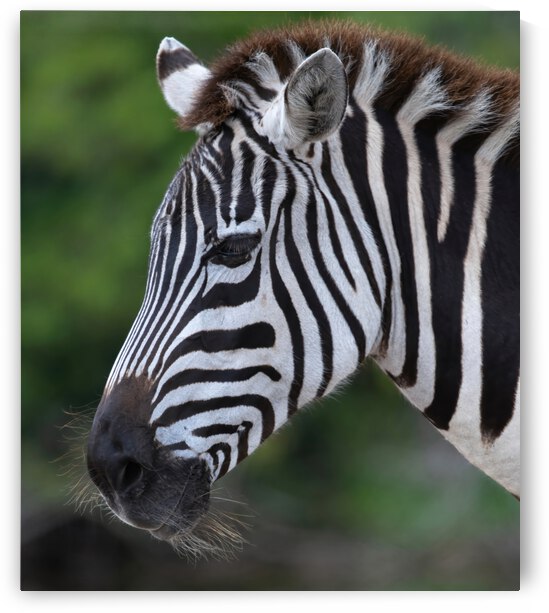 ZEBRA by Ercan Ekinci