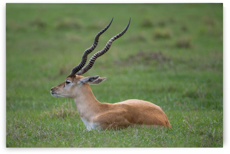  ANTILOPE by Ercan Ekinci