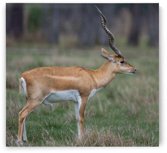  ANTILOPE by Ercan Ekinci