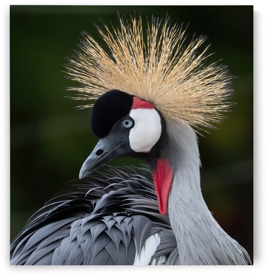 AFRICAN  CROWNED CRANE by Ercan Ekinci