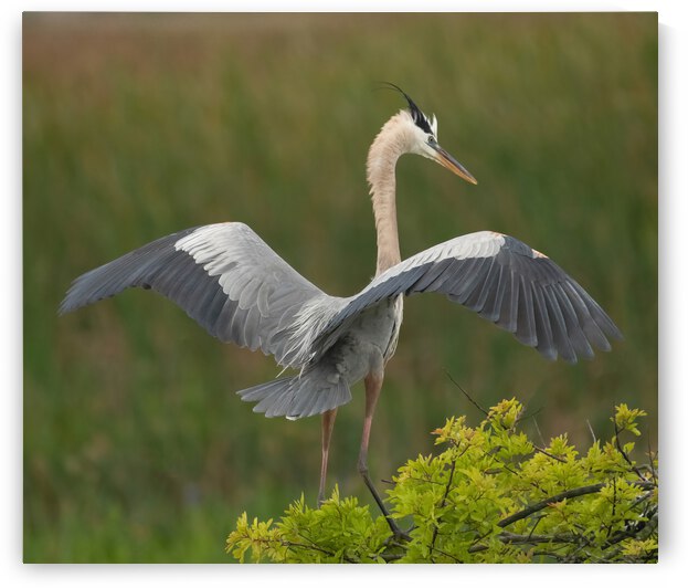 BLUE HERON VIERA  by Ercan Ekinci