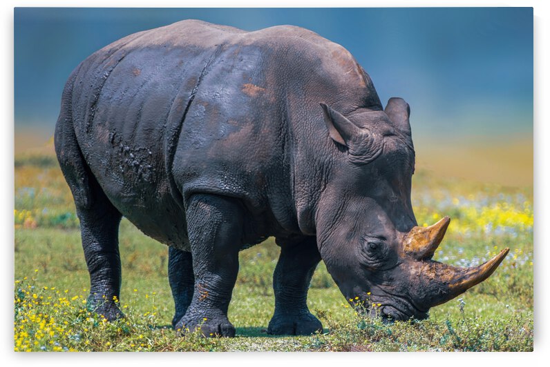 RHINO by Ercan Ekinci