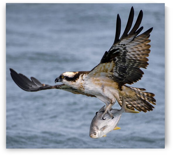 Osprey & Pompano by Ercan Ekinci
