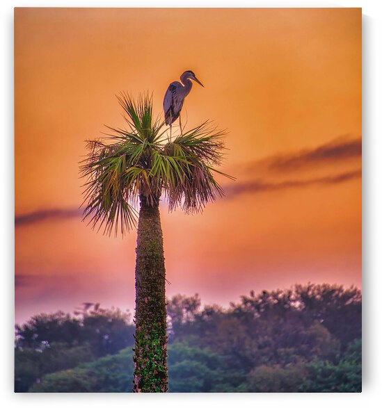 Sunset at Viera Wetlands by Ercan Ekinci