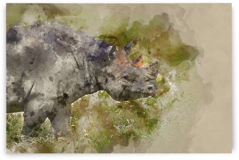 Watercolour painting of Black rhinoceros diceros bicornis michae by Matthew Gibson