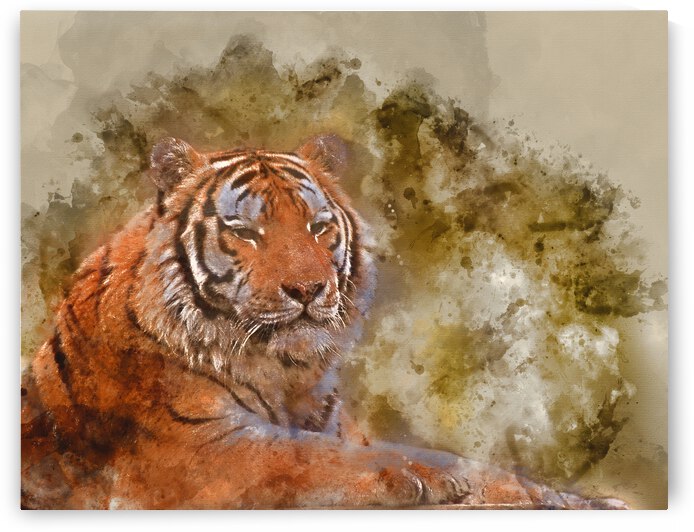 Watercolor painting of Stunning close up image of tiger relaxing by Matthew Gibson