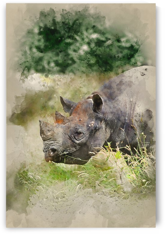 Watercolor painting of Black rhinoceros diceros bicornis michael by Matthew Gibson