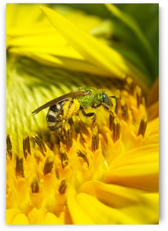 Green Sweat Bee on Sunflower  by Iris H Richardson