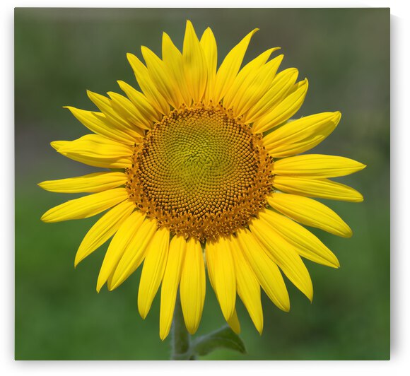  CEE578 SUNFLOWER pg by Ercan Ekinci