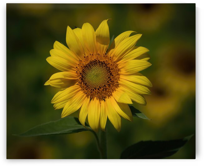  Sunflowers   MORNING SUNSHINE by Ercan Ekinci