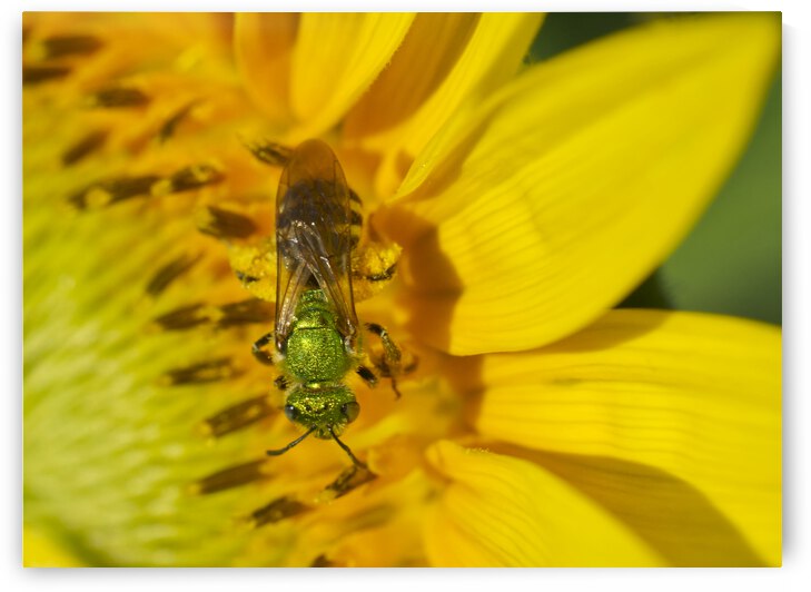 Male Sweet Sweat Bee on Sunflower by Iris H Richardson