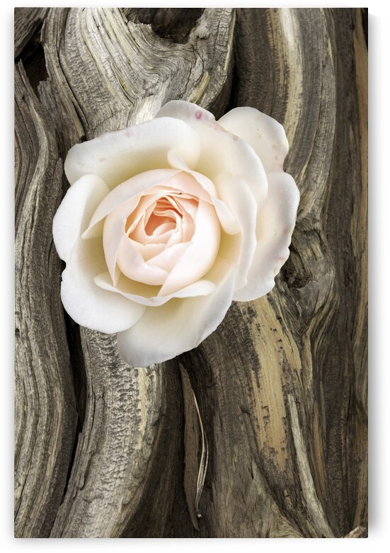 Rose I by Tricia Greaves