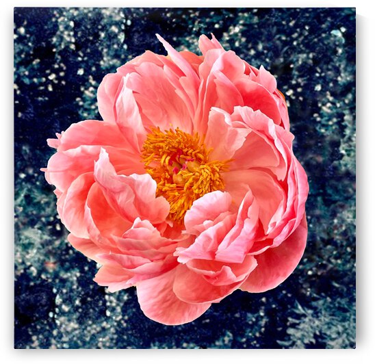 Galactic Peony by Tricia Greaves