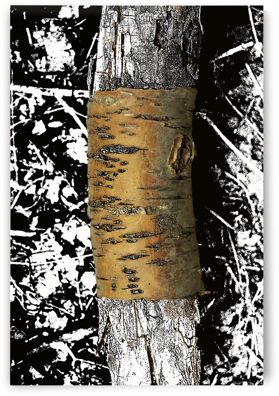 Bark Wrap by Tricia Greaves
