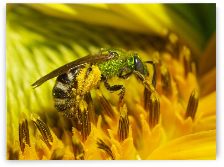 Bright Metallic Green Sweet Sweat Bee by Iris H Richardson